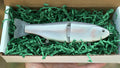 "The 758" 2 Piece Resin glide bait - Stocker Trout